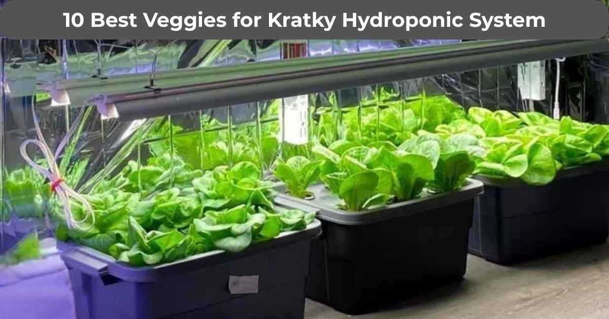 Kratky hydroponic green lettuce ready to harvest