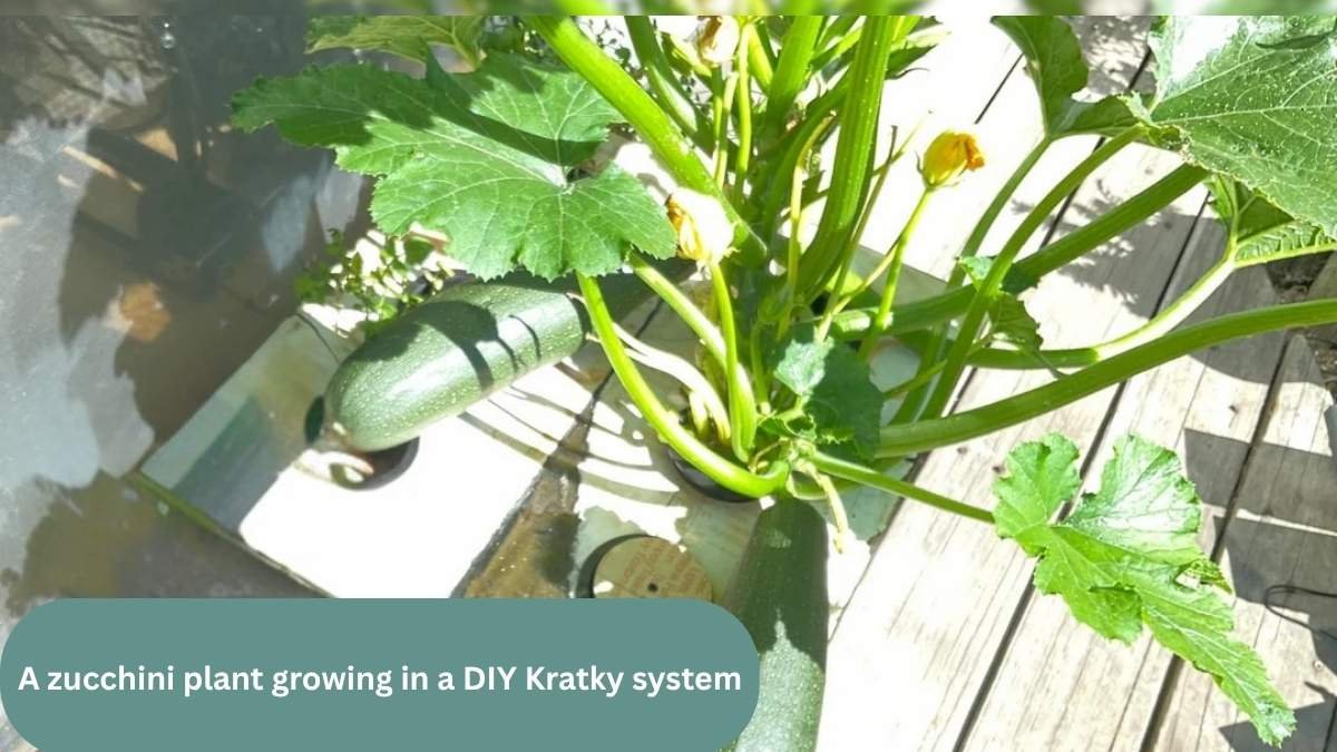 Big beautiful zucchini growing in a simple diy kratky system