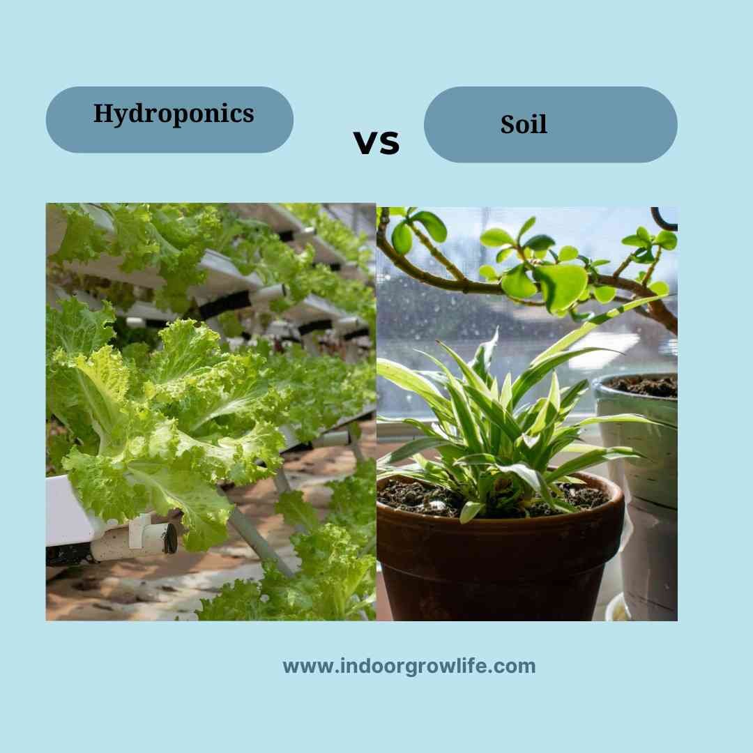 Two separate images: one showing a plant growing in soil, and the other showing a plant growing in a hydroponic system.
