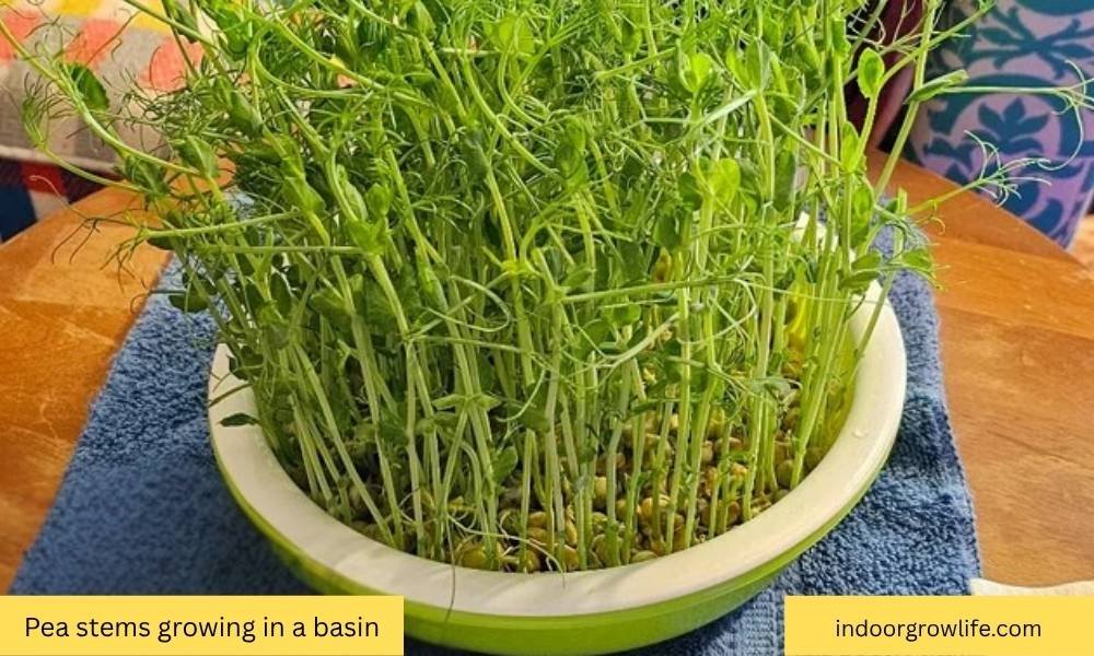 pea shoots sitting in a small basin growing indoors near a natural light source
