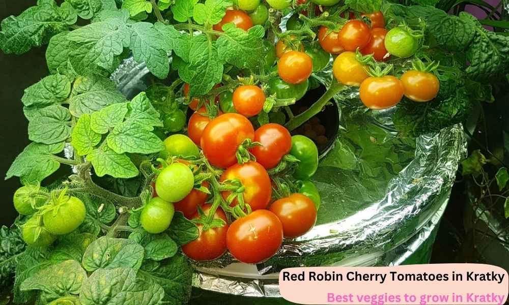 Red robin cherry tomatoes flourishing in Kratky