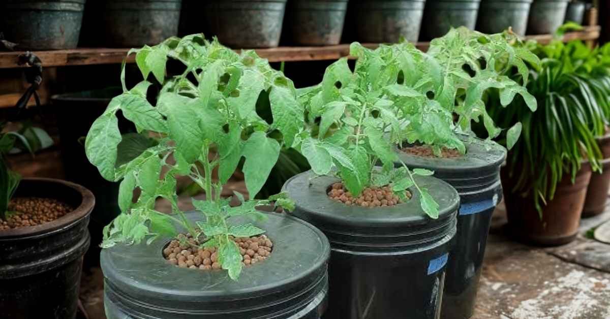Tomatoes growing in a kratky system
