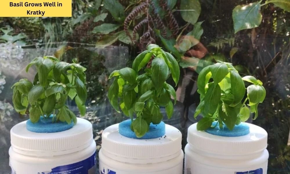 basil growing really well in kratky