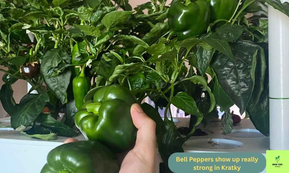 Lush green bell peppers growing in a kratky system indoors