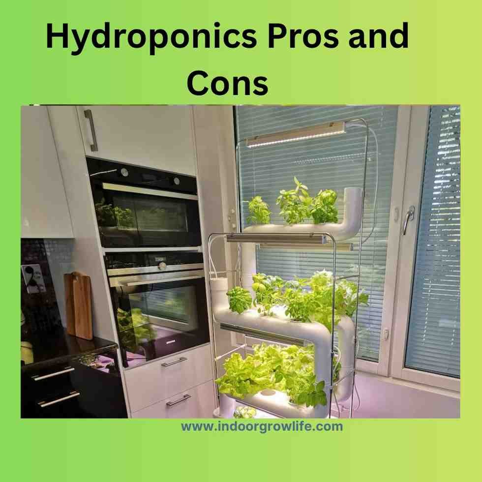 hydroponics growing in a house