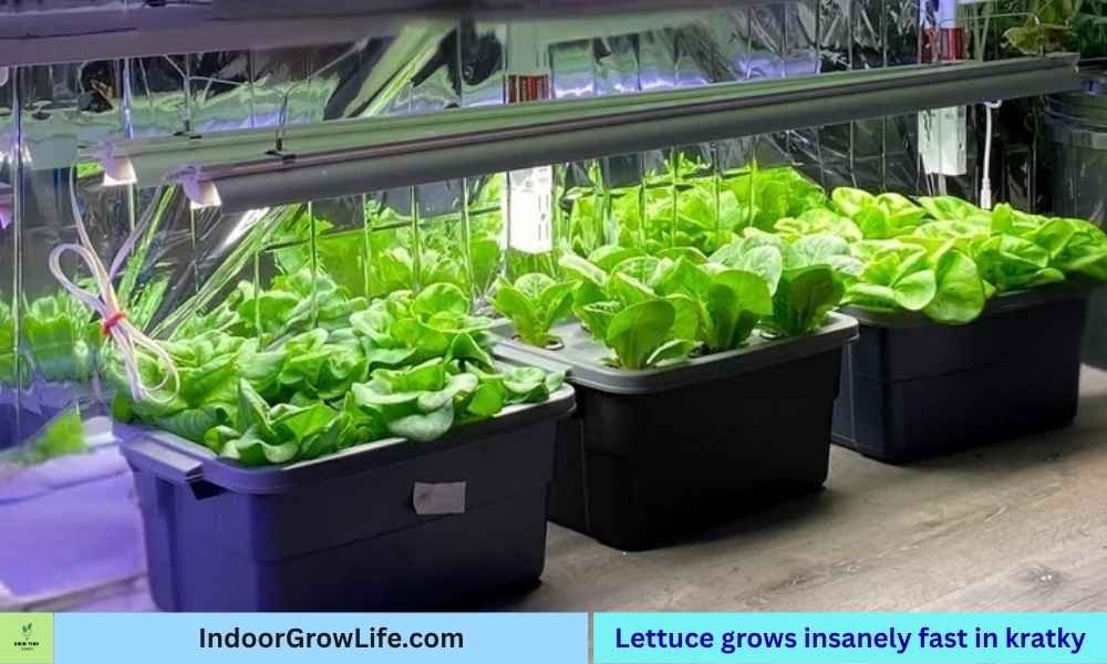 fresh leavy green lettuce sitting in 3 black totes
